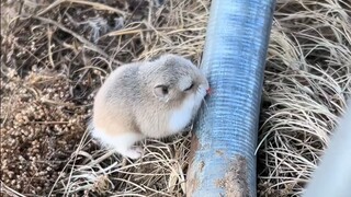 Tikus kecil: Bu, hari ini nggak usah siapin makan malam buat aku.
