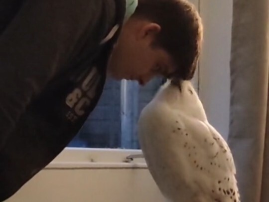 Nuôi một chú cú mèo làm thú cưng hạnh phúc đến nhường nào