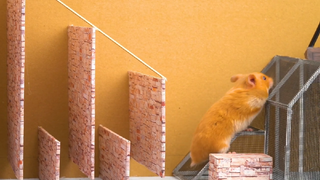 ภารกิจของหนูแฮมสเตอร์ EP 205