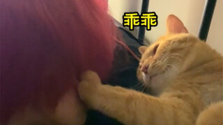 The owner had a tooth pulled and was in unbearable pain—so the cat transformed into a sweet, caring 