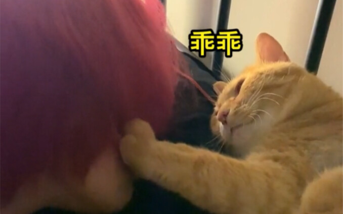 Tuan yang baru cabut gigi merasa sakit luar biasa, kucing pun berubah menjadi pria hangat yang menci