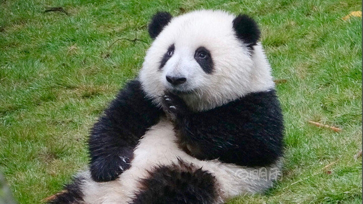 A Little Bear Undergoing Renovation [Giant Panda Hehua]