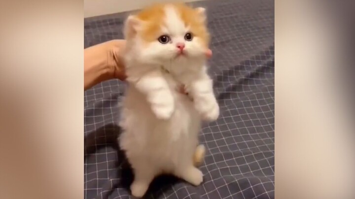 [Hewan] Momen-momen lucu para kucing