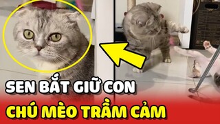 Thanh niên mèo TRẦM CẢM vì KHÔNG VỢ mà con Sen bắt GIỮ CON 😂 | Yêu Lu