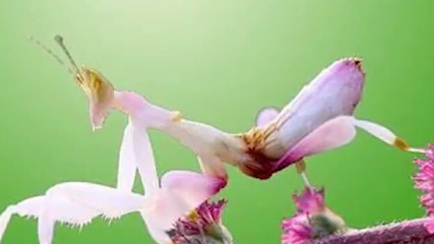 Seorang wanita menemukan setangkai anggrek berwarna cerah di tamannya, tetapi anggrek itu langsung m