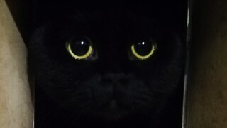 方脸的猫，你们见过吗？