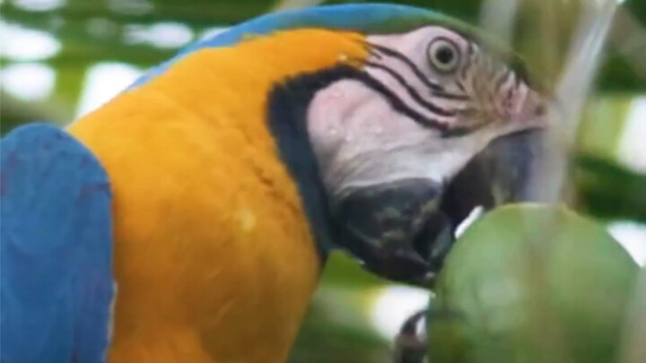 When they’re thirsty, even parrots love a refreshing summer coconut!