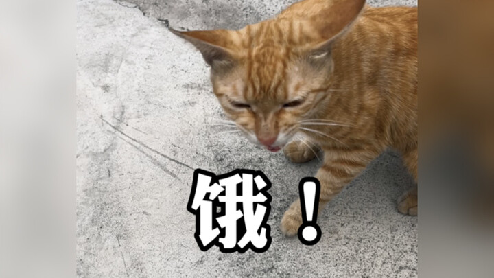 Bombarded by kitty meows! Me: Have you eaten? Cat: Hungry—so hungry, so, so, so hungry!