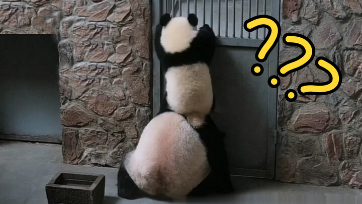 Panda is having milk!