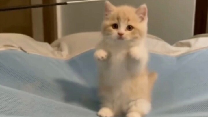 “Because it’s so cute, I forgot it even has long legs!”