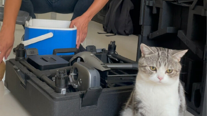 I didn’t bring my cat along this time; she’s probably tearing the place apart right now.