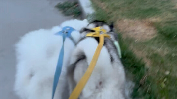 When my pet’s got something to do, he really takes off (Don’t ask why I’m not letting him run wild—b