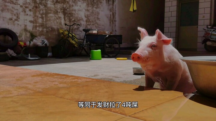 Day 80 of Raising a Pig as a Pet—I’m Hesitating.