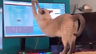 “Kali ini aku benar-benar membantumu berhenti memelihara kucing!!!”