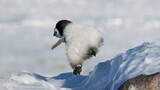 [Satwa] Penguin Blooper.. Penguin: Hidupku susah sekali!