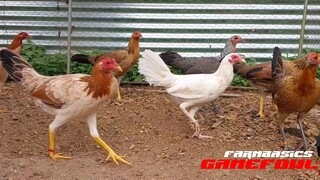 FARMBASICS PULLETS