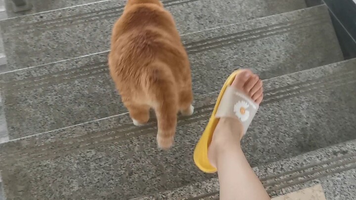 [Animals]My kitten: I can kick the ball and watch the house