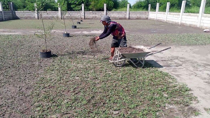 Carabao grass for your farm. follow for the results.