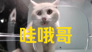 Isn't the little white one who can say "Wow!" just too adorable? It even smiles at you!