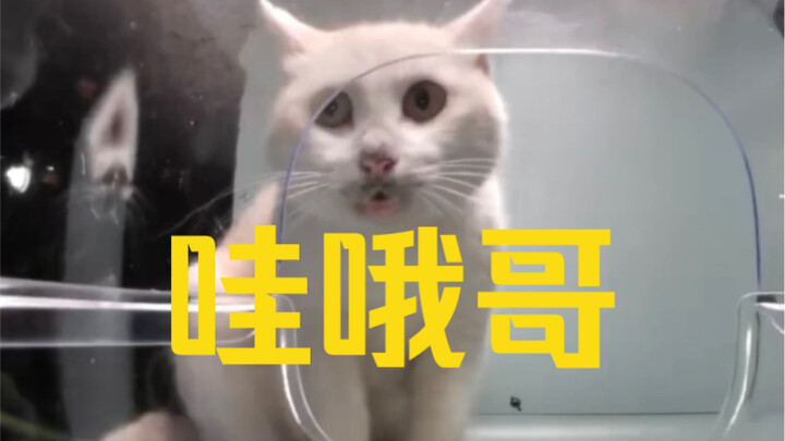 เจ้าตัวขาวที่พูดว่า "ว้าวโอ้" น่ารักเกินไปแล้วนะ แถมยังยิ้มให้คุณด้วยนะ