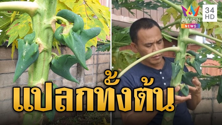 ฮือฮา! มะละกอแปลก ทั้งต้นไม่ปกติ | ข่าวอรุณอมรินทร์ | 6/8/67