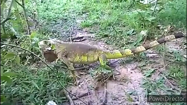 TVZueira Origens:: A Lenda de Purrfect Chaos - Parte 1