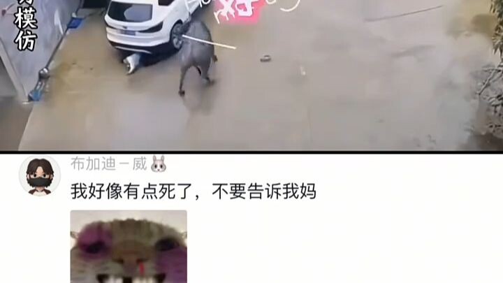 "I Got Beaten by a Cow"