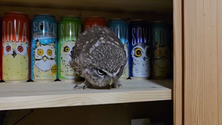 مصيدة استدراج البومة الصغيرة