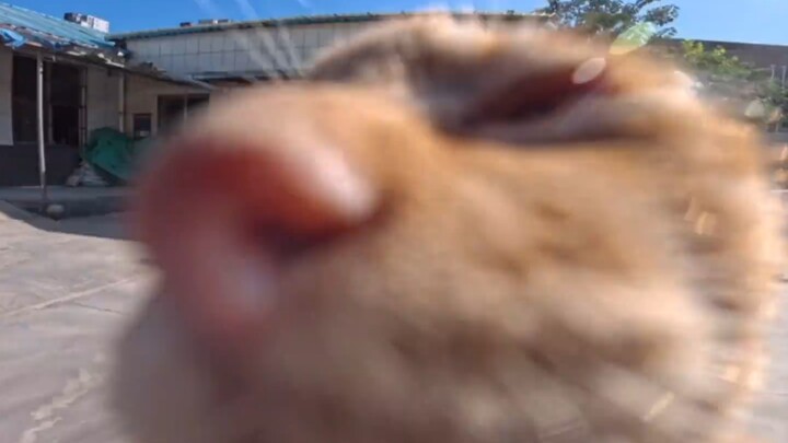 أصبح أطفال الريف يأكلون طعام المدينة!