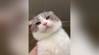 Ai biết gì đou catsoftiktok trending foryou