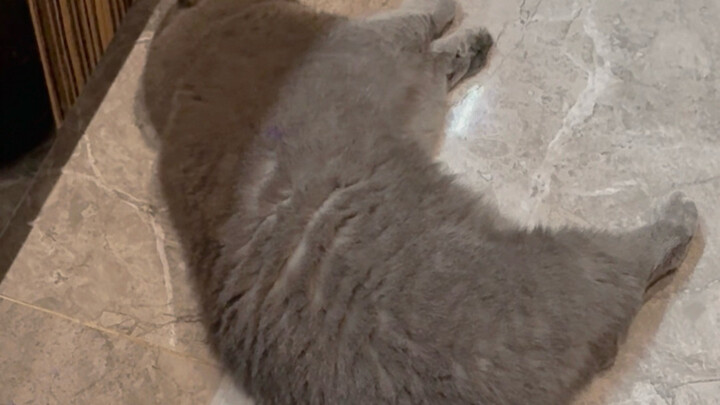 Yes, the blue cat is the big mouse!