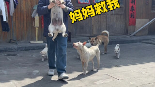 Pretending to take away the only puppy, the mother dog's reaction was very heartbreaking!