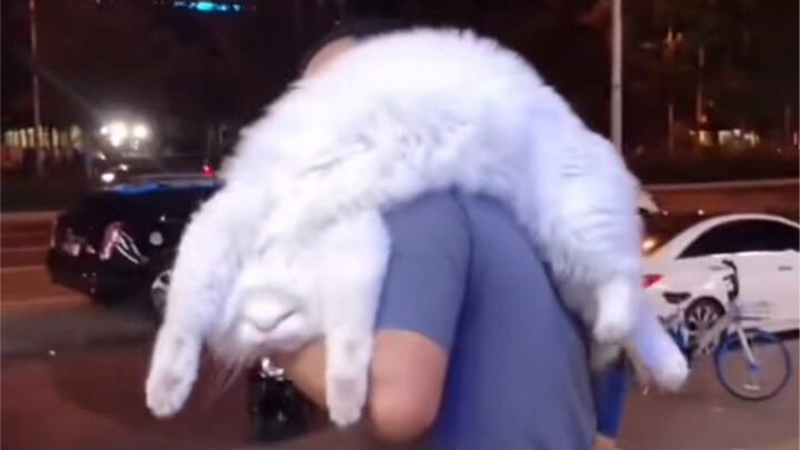 Kucing: Pegang aku baik-baik, biar aku tidur sebentar～