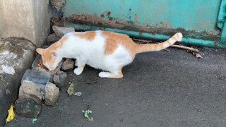 Morning routine mama stray cat..