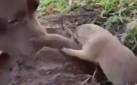 网友家的狗子在院子里发现一只土拨鼠在挖洞，于是趴在旁边打扰它工作，给人家气的直接跳起来咬狗子