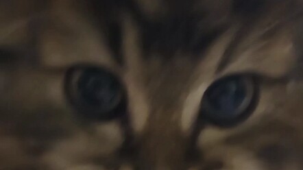 I’ve Raised My Kitten to Adulthood!