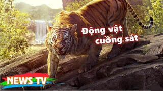 Động vật cuồng sát