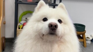 Samoyed tidak merontokkan bulu sama sekali!