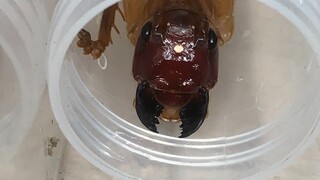 Haplogryllacris Eating a Blaptica Dubia