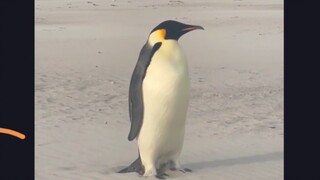 Shocking! Emperor penguins spotted off the coast of Western Australia—breaking a record!
