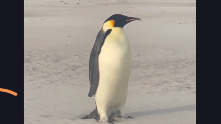 Mengejutkan! Penguin Kaisar Muncul di Pantai Australia Barat! Memecahkan Rekor!