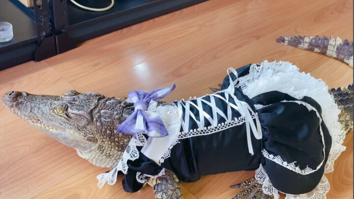 UP's Dragon Maid