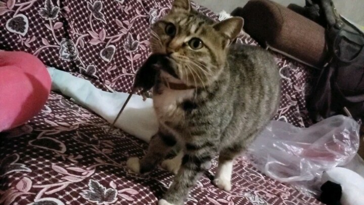 I brought you some food—hurry up and eat!