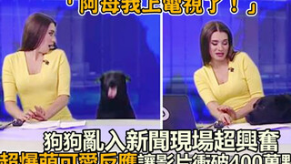 The dog was super excited to run into the news scene, and the super cute reaction made the video exc