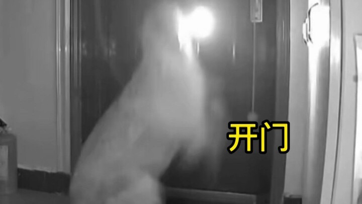 Owner tells dog to grab the flashlight and meet her — the dog’s whole routine leaves everyone stunne