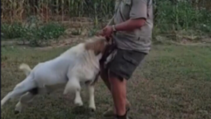 “مُحبط ولا يبعث على السعادة!” (الحلقة السابعة) “جائزة أغرب سلوكيات الحيوانات”