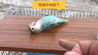 Little Green Egg is so smart! When it sees its owner pretending to shoot, it pretends to fall down—i