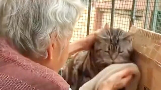 那些爷爷奶奶奶奶带大的猫