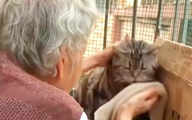 Những chú mèo được ông bà nuôi lớn
