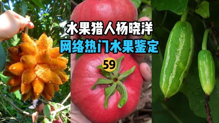 【水果猎人】网络热门水果鉴定59